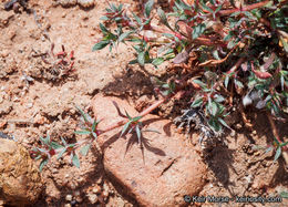 Image de Chorizanthe polygonoides var. longispina (Goodman) Munz