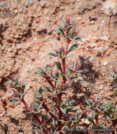 Image de Chorizanthe polygonoides var. longispina (Goodman) Munz