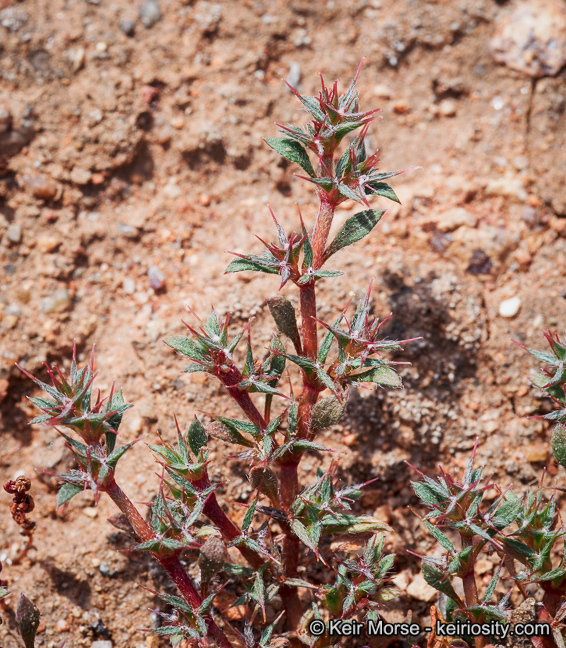 Image de Chorizanthe polygonoides var. longispina (Goodman) Munz