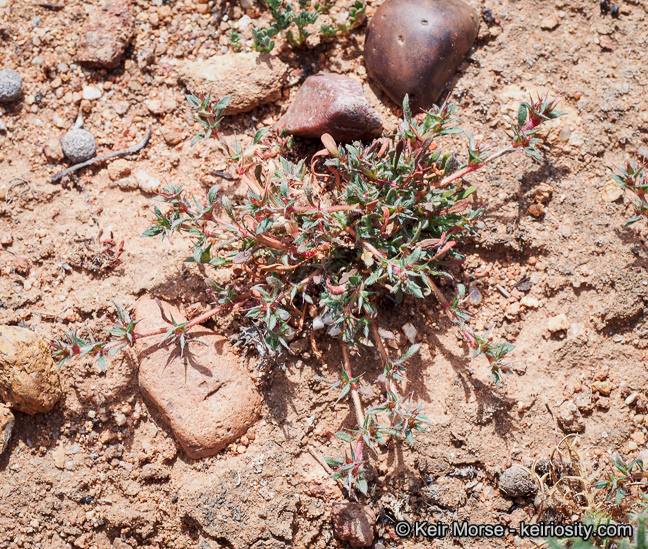 Image de Chorizanthe polygonoides var. longispina (Goodman) Munz