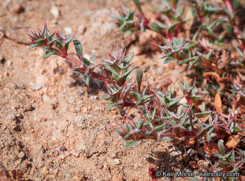 Imagem de Chorizanthe polygonoides var. longispina (Goodman) Munz