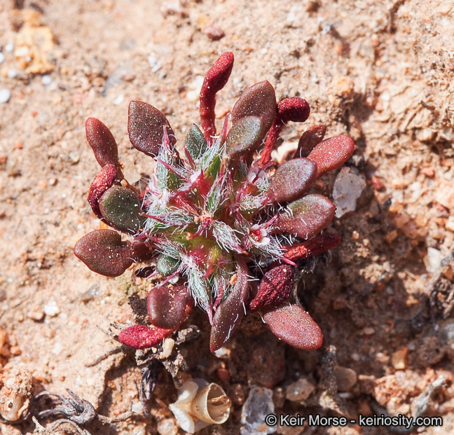 Image de Chorizanthe polygonoides var. longispina (Goodman) Munz