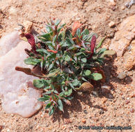 Image de Chorizanthe polygonoides var. longispina (Goodman) Munz