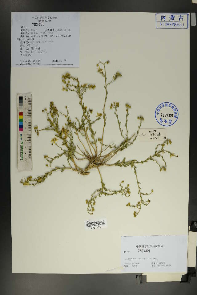 Image of Haplophyllum