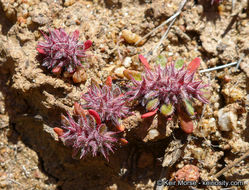 Image de Chorizanthe polygonoides var. longispina (Goodman) Munz