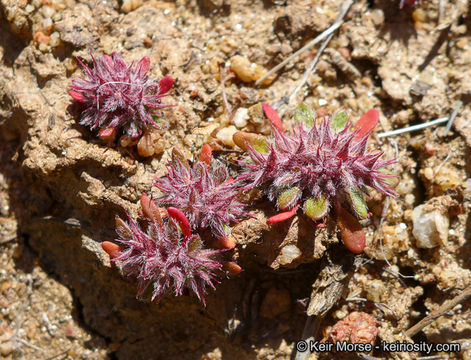 Imagem de Chorizanthe polygonoides var. longispina (Goodman) Munz