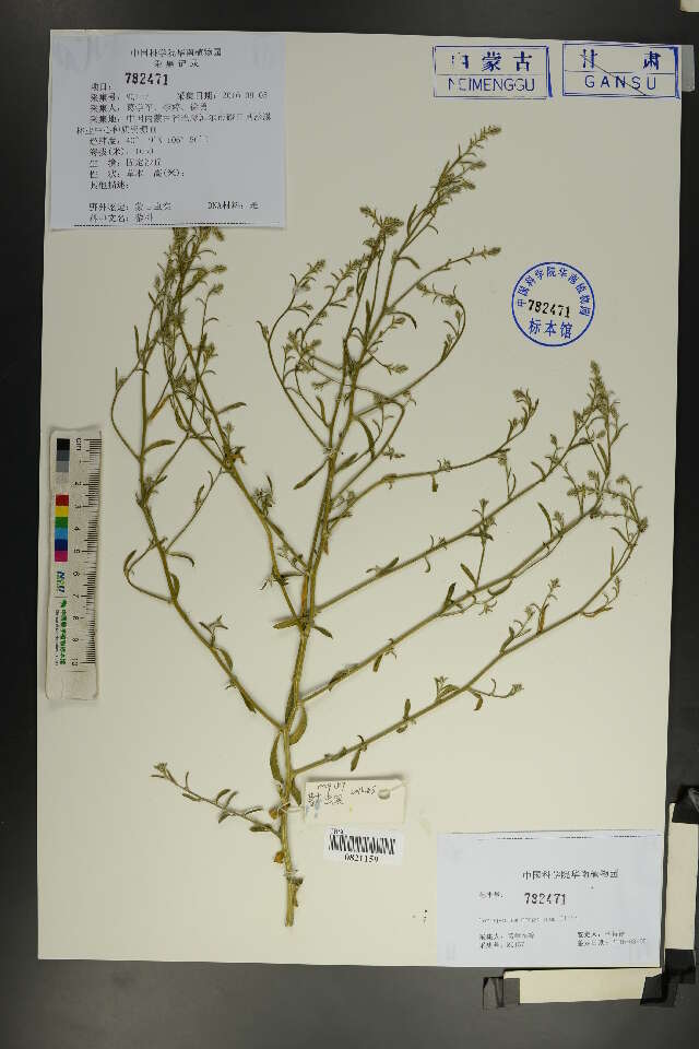 Image of amaranth family