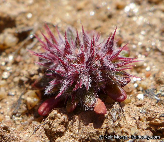 Image de Chorizanthe polygonoides var. longispina (Goodman) Munz