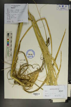 Image de Psammochloa