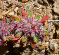 Image de Chorizanthe polygonoides var. longispina (Goodman) Munz