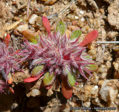 Imagem de Chorizanthe polygonoides var. longispina (Goodman) Munz