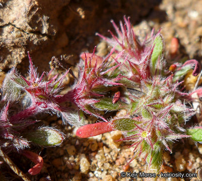 Imagem de Chorizanthe polygonoides var. longispina (Goodman) Munz