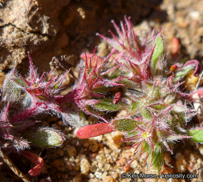 Image de Chorizanthe polygonoides var. longispina (Goodman) Munz