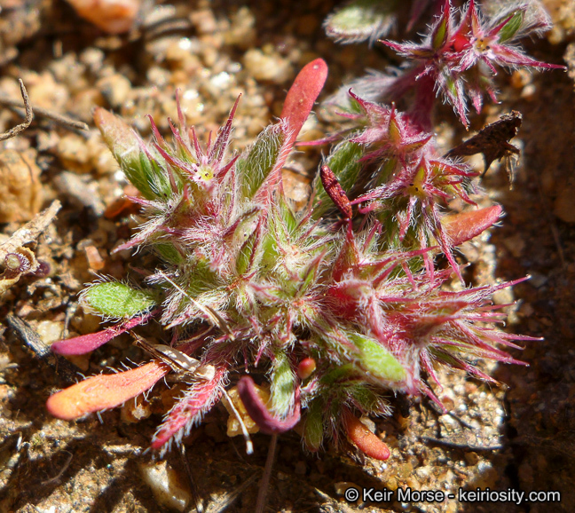 Image de Chorizanthe polygonoides var. longispina (Goodman) Munz