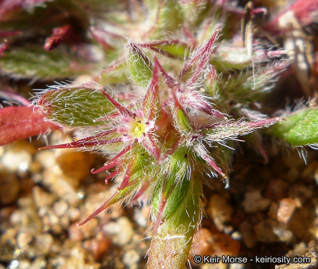 Image de Chorizanthe polygonoides var. longispina (Goodman) Munz