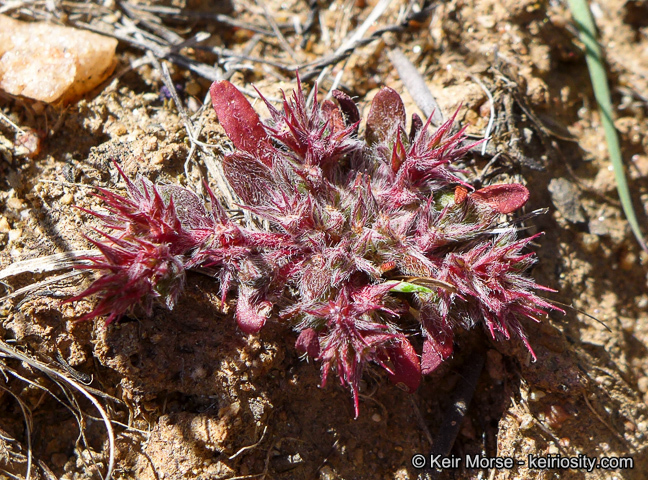 Image de Chorizanthe polygonoides var. longispina (Goodman) Munz