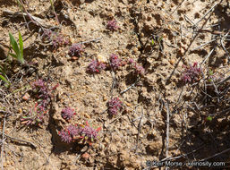 Image de Chorizanthe polygonoides var. longispina (Goodman) Munz