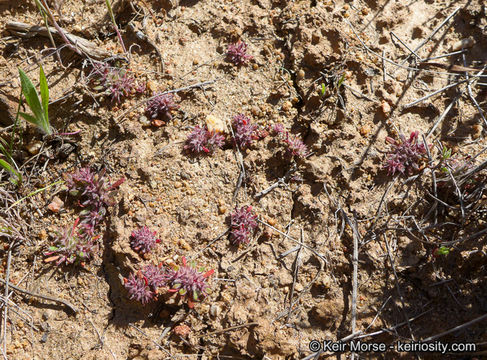 Imagem de Chorizanthe polygonoides var. longispina (Goodman) Munz