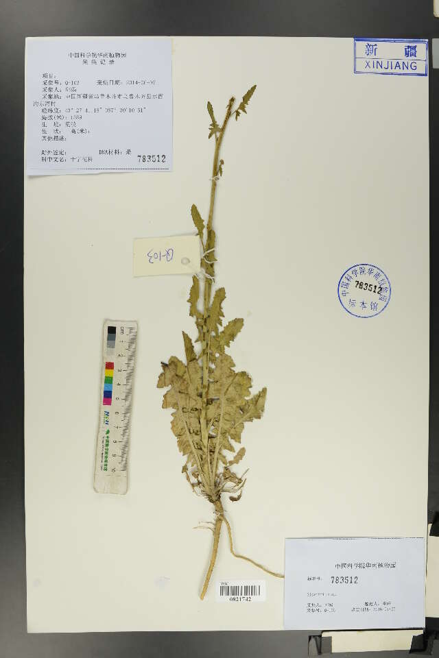 Image of hedgemustard