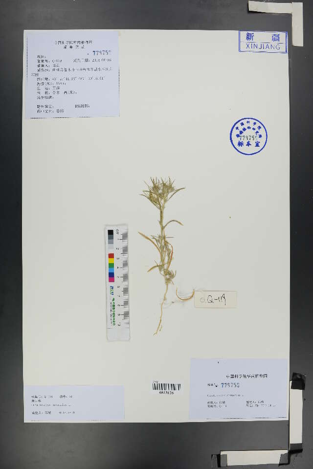 Image of amaranth family