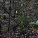 Sivun Cypripedium molle Lindl. kuva