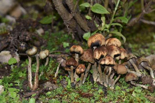 Image of Psilocybe zapotecorum R. Heim 1957