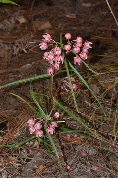 Image of Asclepias circinalis (Decne.) R. E. Woodson