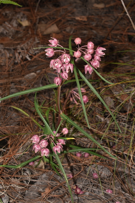 Imagem de Asclepias circinalis (Decne.) R. E. Woodson