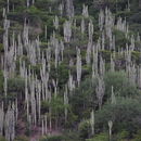 Plancia ëd Neobuxbaumia tetetzo (J. M. Coult.) Backeb.