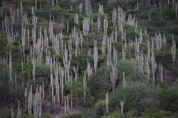 Plancia ëd Neobuxbaumia tetetzo (J. M. Coult.) Backeb.