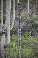 Image of <i>Cephalocereus totolapensis</i>