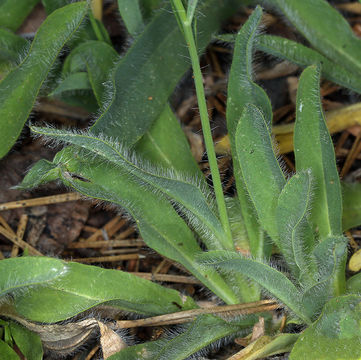 Image of Bolander's hawkweed