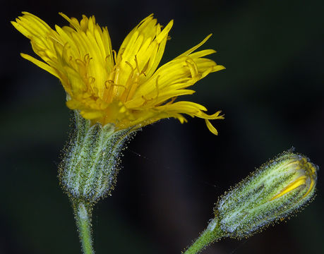 Image of Bolander's hawkweed