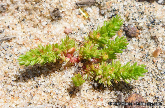 Crassula tillaea Lester-Garland resmi