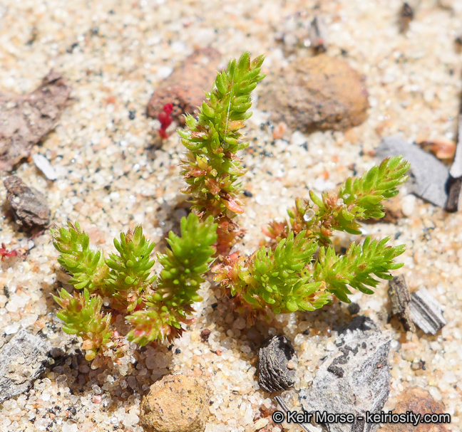 Crassula tillaea Lester-Garland resmi