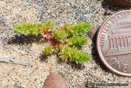 Crassula tillaea Lester-Garland resmi