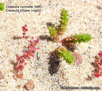 Crassula tillaea Lester-Garland resmi