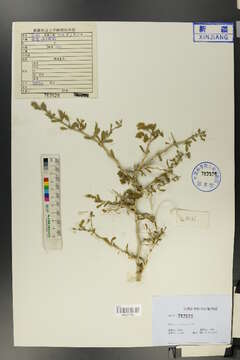Image of nitre bushes