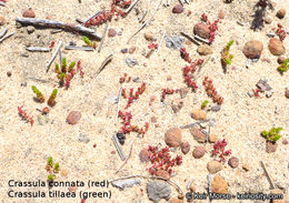 Image of sand pygmyweed