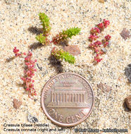 Image of sand pygmyweed