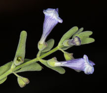 Image of nose skullcap