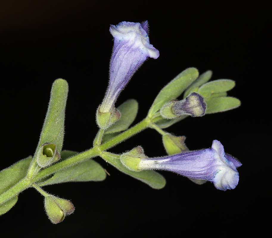 Scutellaria antirrhinoides Benth.的圖片