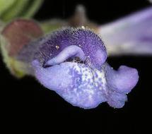 Scutellaria antirrhinoides Benth.的圖片