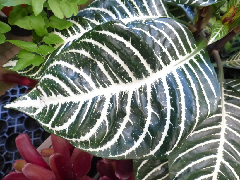 Image of Aphelandra squarrosa Nees