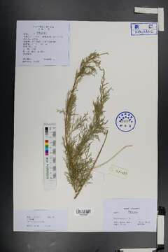 Image of tamarisk