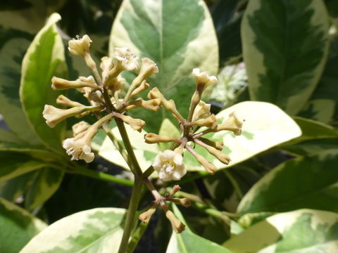 Imagem de Pisonia umbellifera (J. & G. Forst.) Seem.