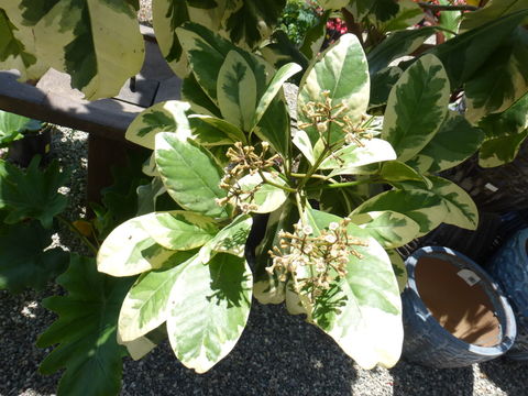 Image of umbrella catchbirdtree