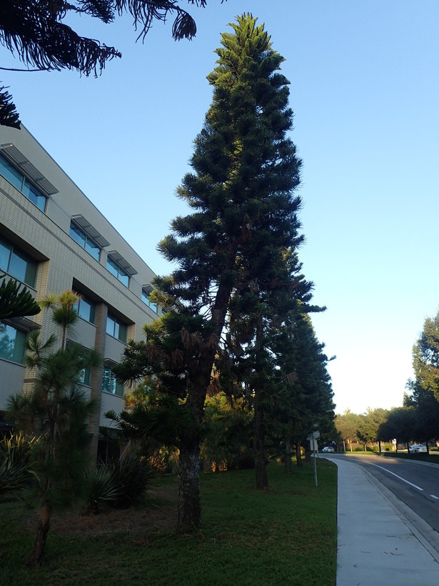 Слика од Araucaria columnaris (J. R. Forst.) Hook.