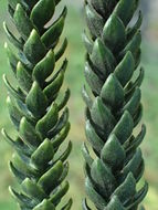 Слика од Araucaria columnaris (J. R. Forst.) Hook.