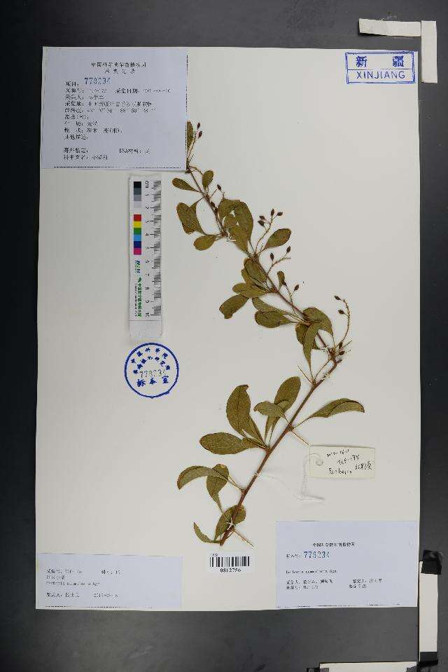 Image of Barberry